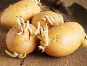 Khoai tây mọc mầm gây độc như thế nào? 5 lưu ý khi ăn khoai tây để đảm bảo cho sức khỏe